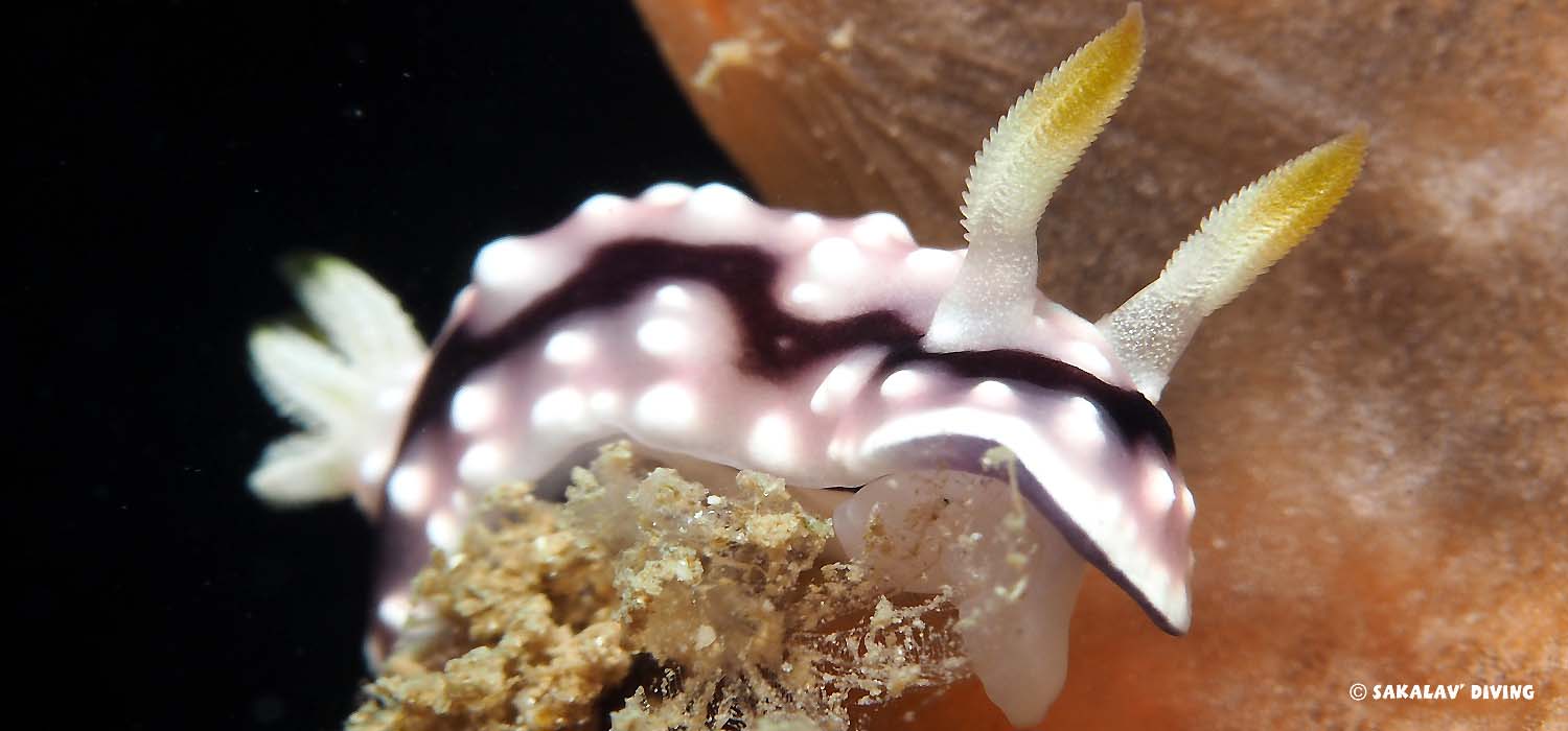 Nudibranchs, opisthobranchs and flatworms of Nosy Be, Madagascar